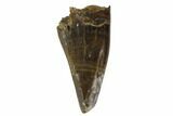 Juvenile Tyrannosaur Premax Tooth - Judith River Formation #129803-1